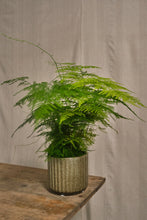 Load image into Gallery viewer, Asparagus &quot;Setaceus&quot; Fern
