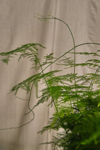 Load image into Gallery viewer, Asparagus "Setaceus"