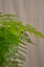 Load image into Gallery viewer, Asparagus &quot;Setaceus&quot; Fern
