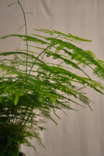 Load image into Gallery viewer, Asparagus &quot;Setaceus&quot; Fern
