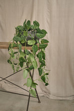 Load image into Gallery viewer, Scindapsus Pictus Argyraeus