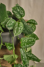 Load image into Gallery viewer, Scindapsus Pictus Argyraeus