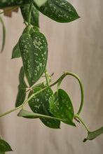 Load image into Gallery viewer, Scindapsus Pictus Argyraeus