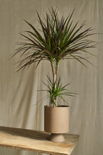 Load image into Gallery viewer, Dracaena Marginata 'Magenta'