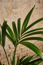 Load image into Gallery viewer, Howea Forsteriana