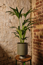 Load image into Gallery viewer, Howea Forsteriana