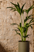 Load image into Gallery viewer, Howea Forsteriana
