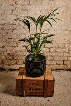Load image into Gallery viewer, Howea Forsteriana