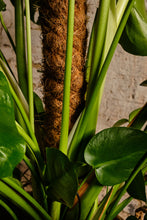 Load image into Gallery viewer, Monstera Deliciosa (Local Delivery or Click & Collect Only)