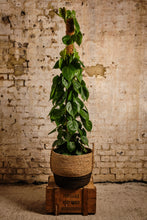 Load image into Gallery viewer, Philodendron Scandens (Local Delivery or Click & Collect Only)