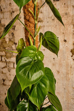 Load image into Gallery viewer, Philodendron Scandens (Local Delivery or Click & Collect Only)