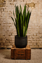 Load image into Gallery viewer, Sansevieria zeylanica (Local Delivery or Click & Collect Only)