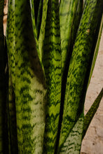 Load image into Gallery viewer, Sansevieria zeylanica (Local Delivery or Click & Collect Only)