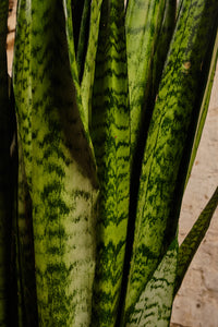 Sansevieria Trifasciata (Local Delivery or Click & Collect Only)