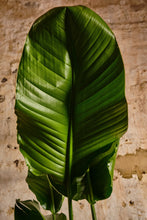 Load image into Gallery viewer, Strelitzia Nicolai (Local Delivery or Click & Collect Only)
