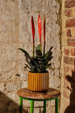 Load image into Gallery viewer, Vriesea Era