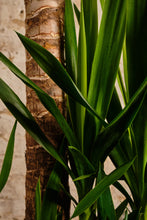Load image into Gallery viewer, Yucca Elephantipes (Local Delivery or Click & Collect Only)