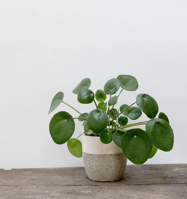 Pilea/Chinese Money Plant - Plant of the Month
