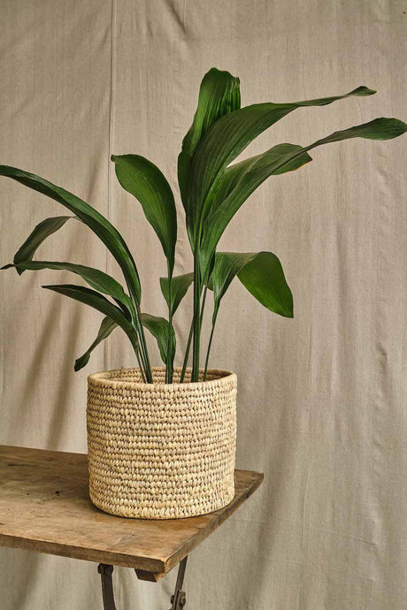 Pet-Friendly House Plants