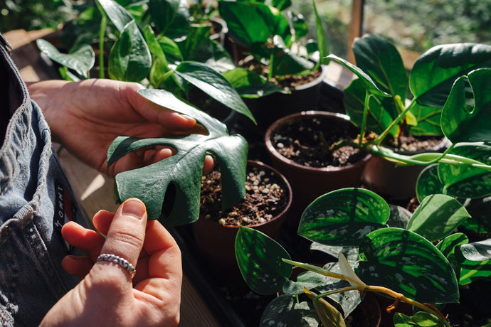 Indoor House Plants that Reduce Anxiety and Promote Stress Relief