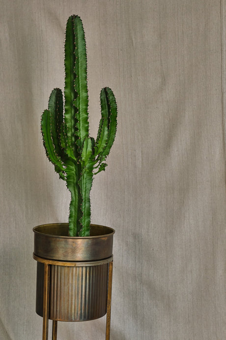 Popular Succulents - Indoor Plants - How to Pick the Right Succulents for Your Home
