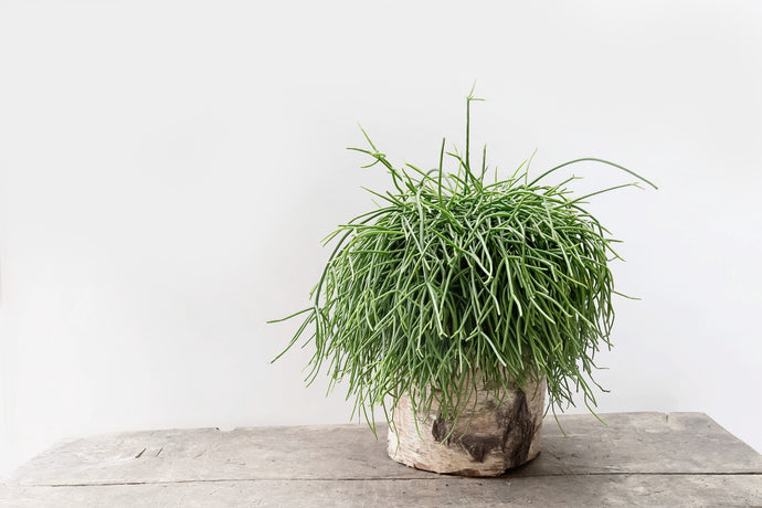 Rhipsalis - Plant of the Month