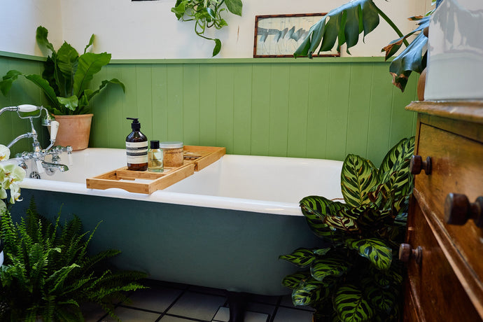 Top 10 Perfect Houseplants for your Bathroom