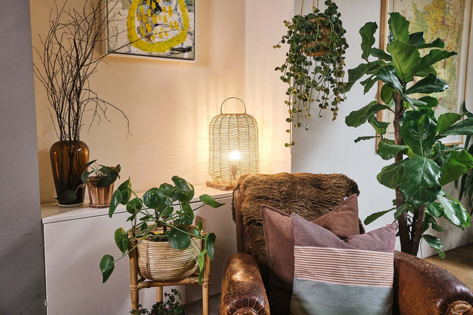 A guide to growing healthy, happy plants in your home