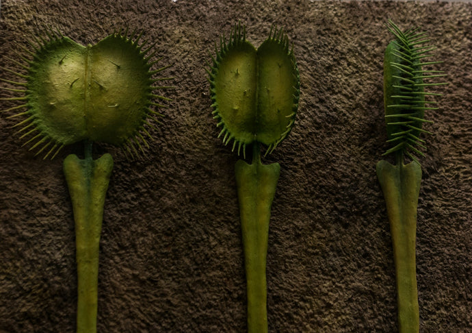 The Best Carnivorous Plants for Indoors