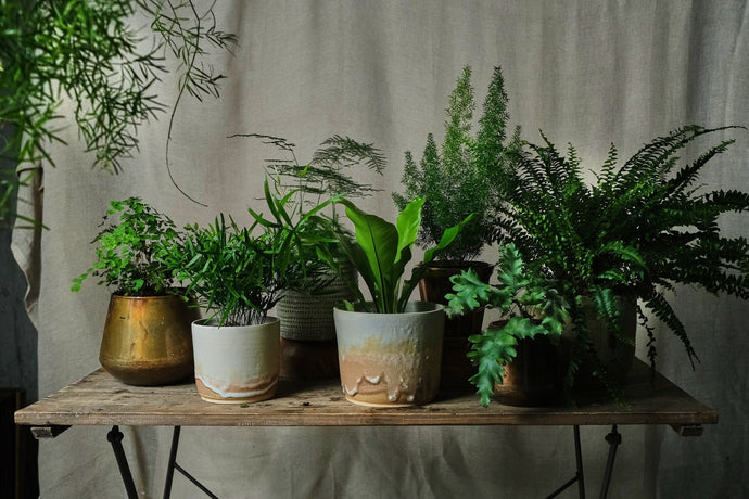 Popular Ferns - Indoor Plants - How to Choose the Right Fern for your Home