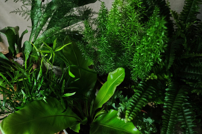How to care for your houseplants in winter
