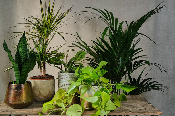 Easy-care Houseplants for Beginners – Virtually “Unkillable” and Low Maintenance