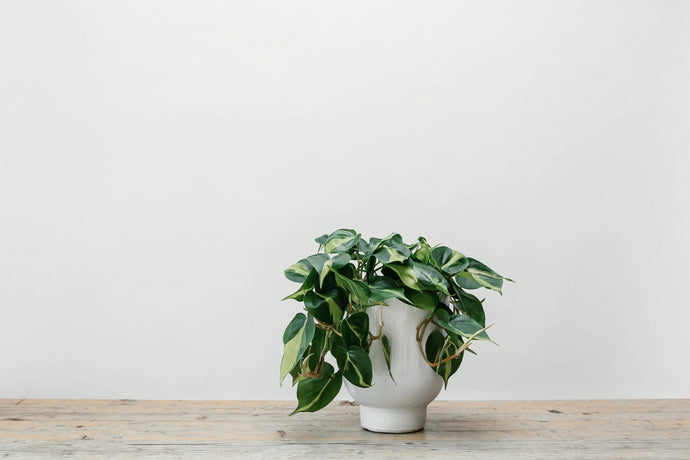 Philodendron Scandens - Plant of the Month