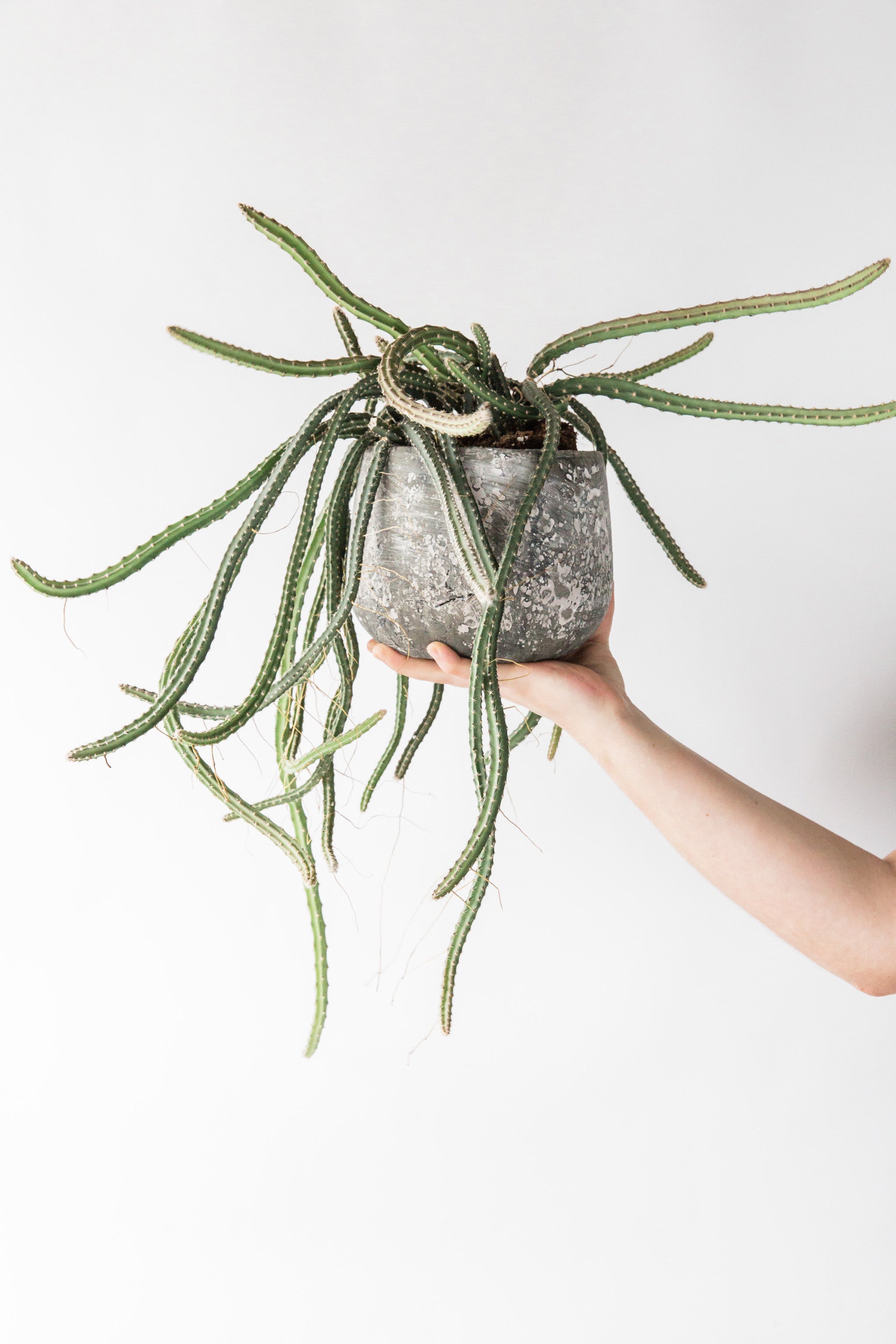 Rat Tail Cactus - Plant of the Month  Forest