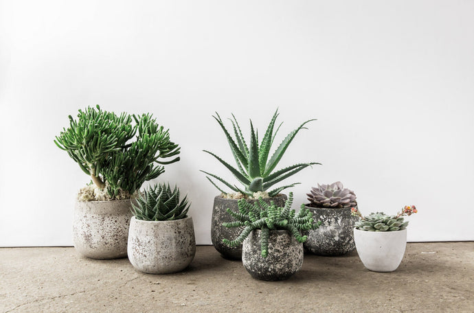 Picking The Plant That's Right For You