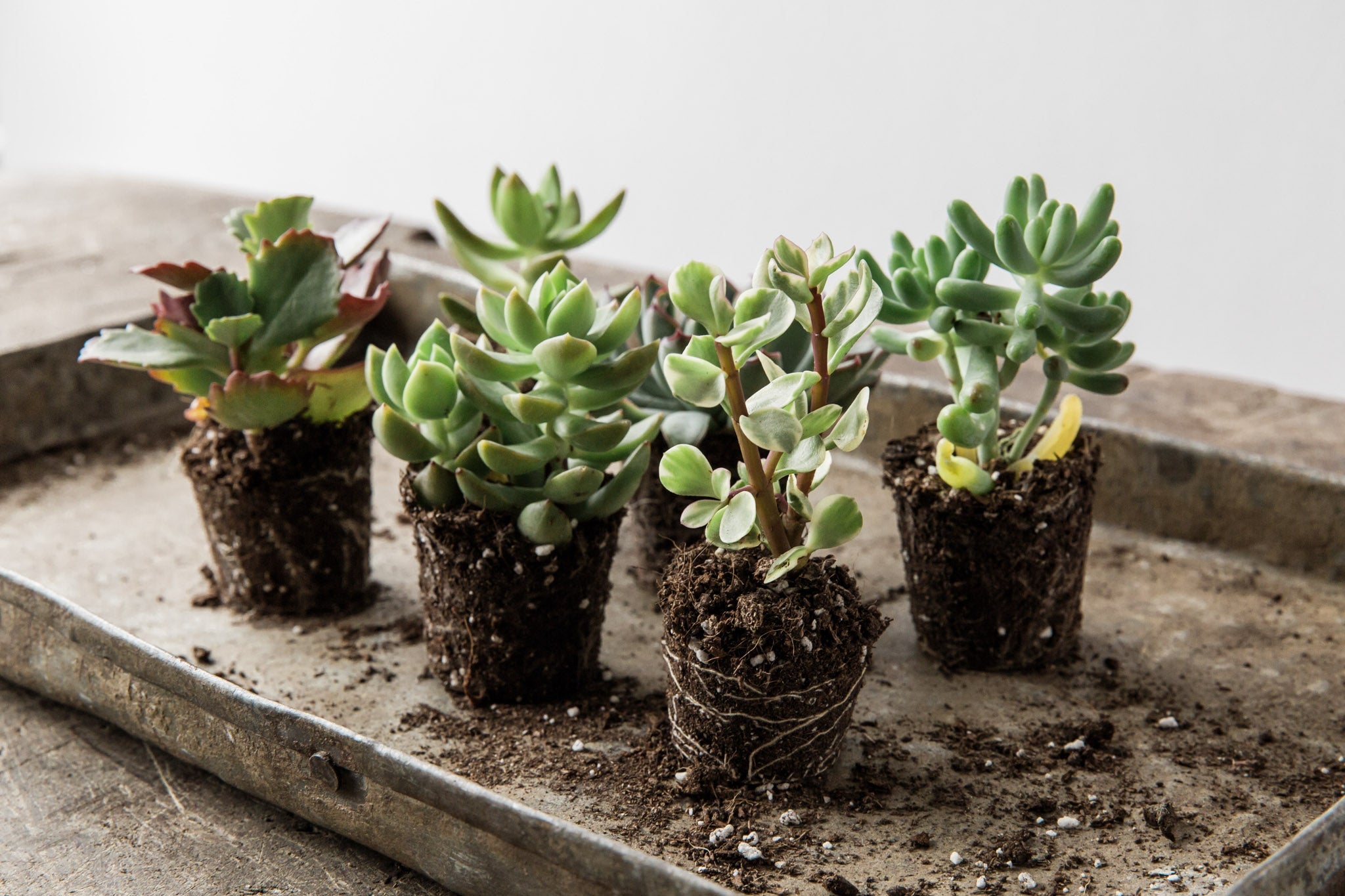 Popular Succulents - Indoor Plants - How to Pick the Right Succulents   Forest