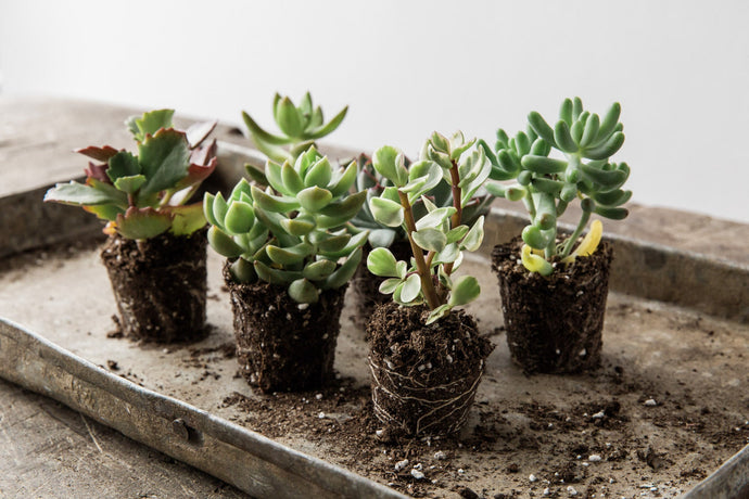 Popular Succulents - Indoor Plants - How to Pick the Right Succulents for Your Home