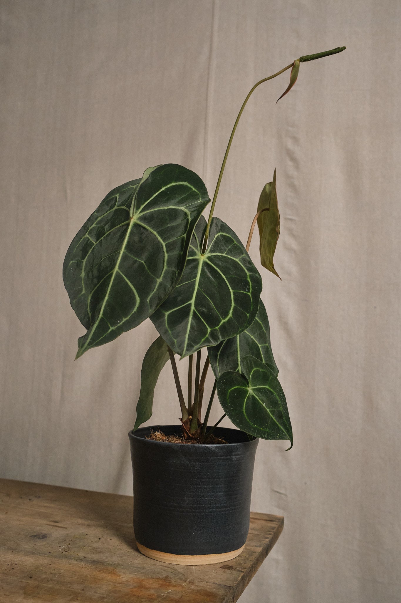 anthurium clarinervium london Anthurium clarinivernum – Forest