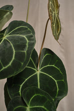 Load image into Gallery viewer, Anthurium clarinivernum
