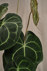 Anthurium clarinivernum