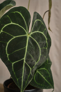 Anthurium clarinivernum