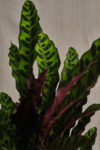 Calathea Lancifolia