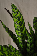 Load image into Gallery viewer, Calathea Lancifolia
