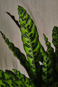 Calathea Lancifolia