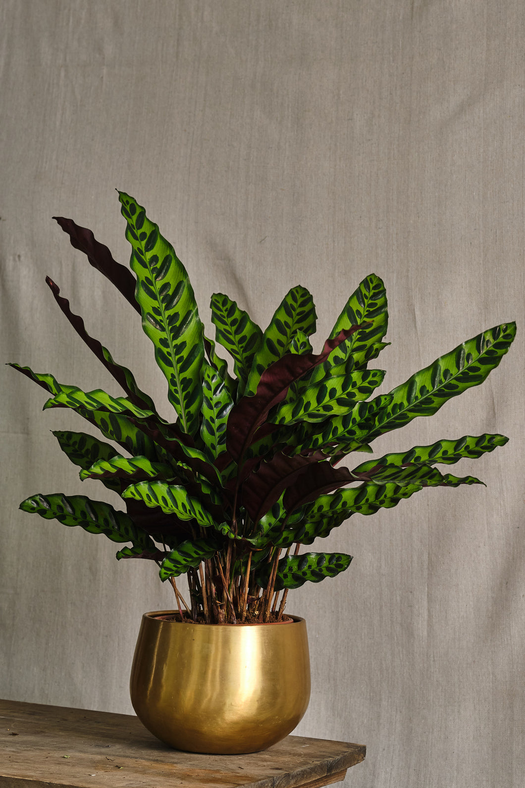 Calathea Lancifolia