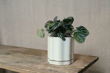 Load image into Gallery viewer, Wiggle Pot &amp; Saucer - Dia: 13cm
