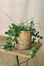 Load image into Gallery viewer, Hoya mathilde
