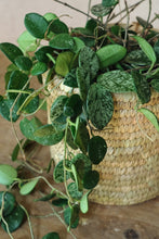 Load image into Gallery viewer, Hoya mathilde
