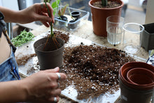 Load image into Gallery viewer, Re-potting Workshop - 27th April 2025
