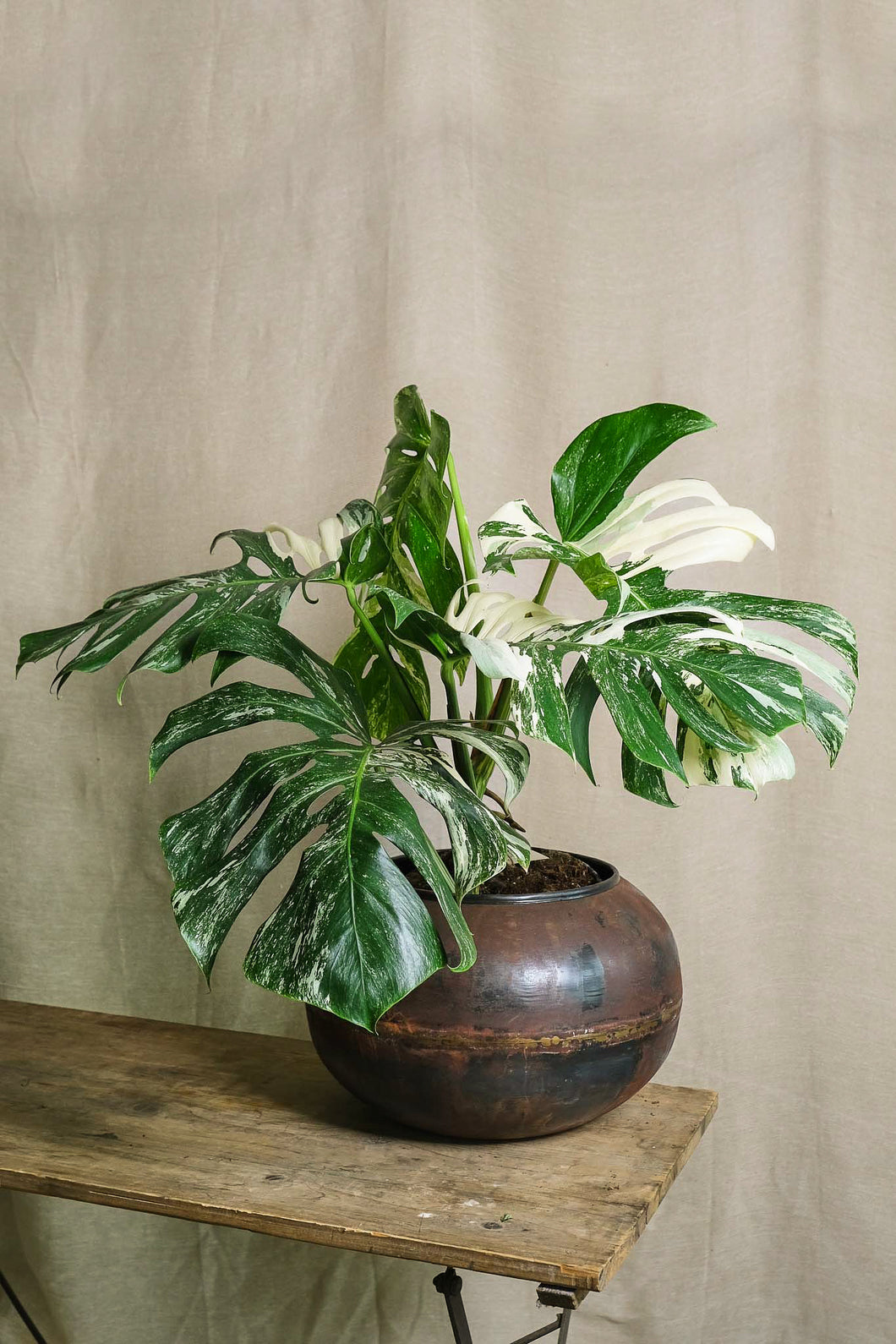Monstera deliciosa Variegata